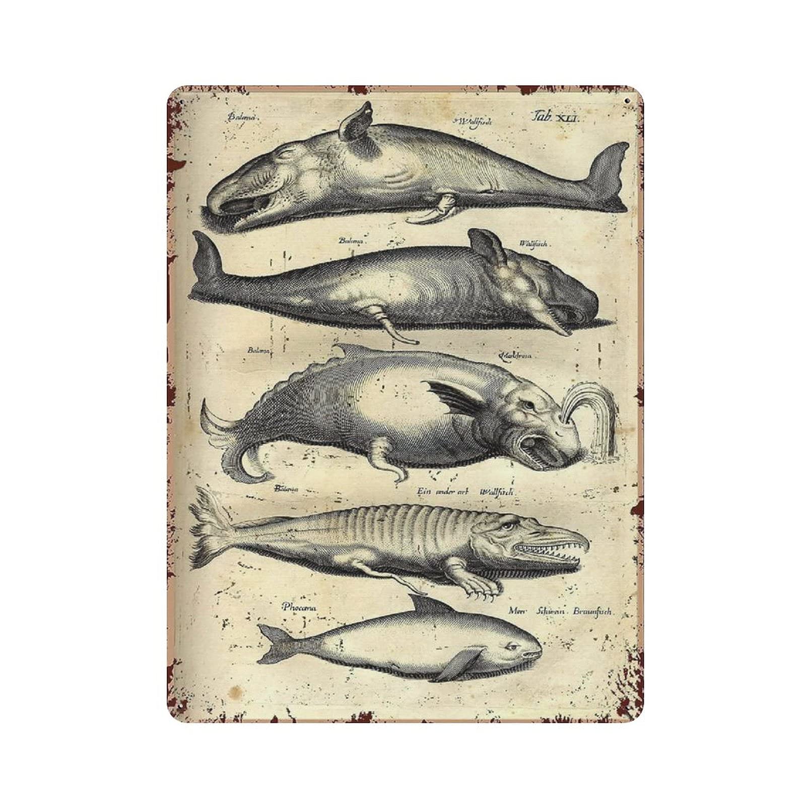 Metal Tin Sign Types of Fish Vintage Tin Poster Metal Sign Wall Decoration Country Kitchen Home Garage Decor 16"x12"