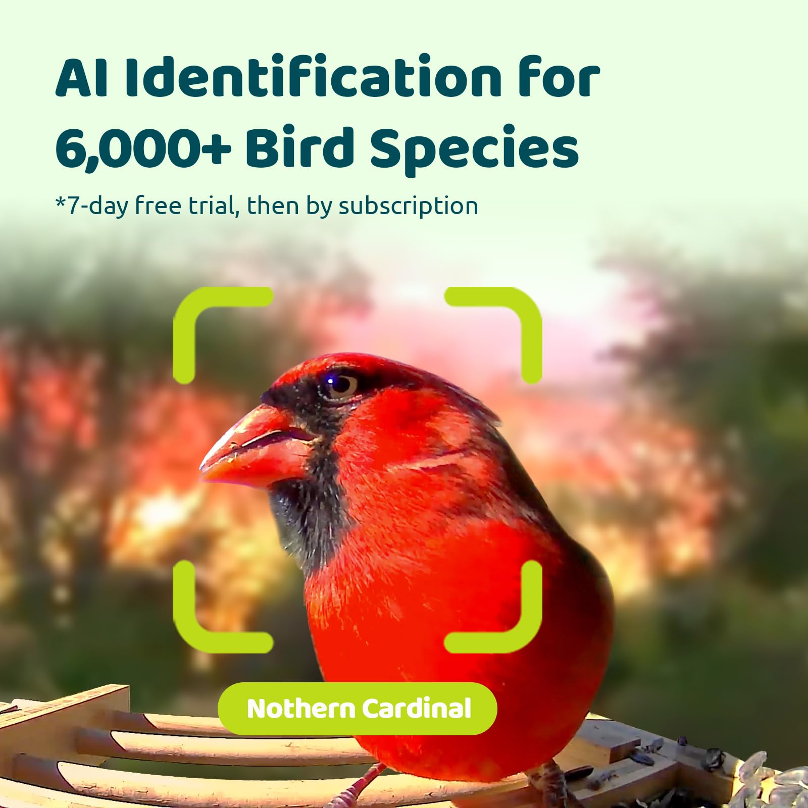 NETVUE by Birdfy Vogelfutterhaus mit Kamera, Solarbetrieb Bambus WLAN Vogelfutterstation, KI-Vogelidentifikation, Automatische Videoaufnahme, Vogelbenachrichtigung, Vogelhaus mit Kamera