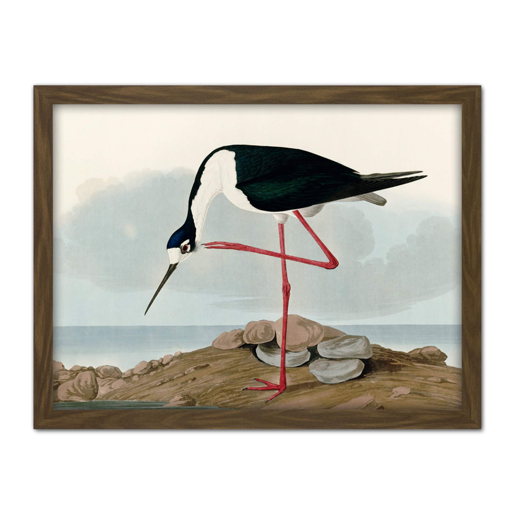 Artery8 Audubon Birds Long Leg Avocet Painting Artwork Framed Wall Art Print 18X24 Inch