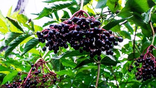 Miniatura 3 de Semillas de saúco americano, Sambucus Canadensis, semillas para plantar, fabricadas y enviadas en los Estados Unidos, sin OMG (135 semillas)