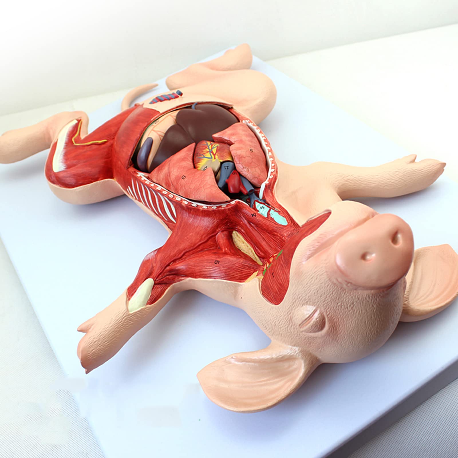 Modele anatomiczne, Zarodek świni, narządy, wewnętrzne, mięśnie, nerwy