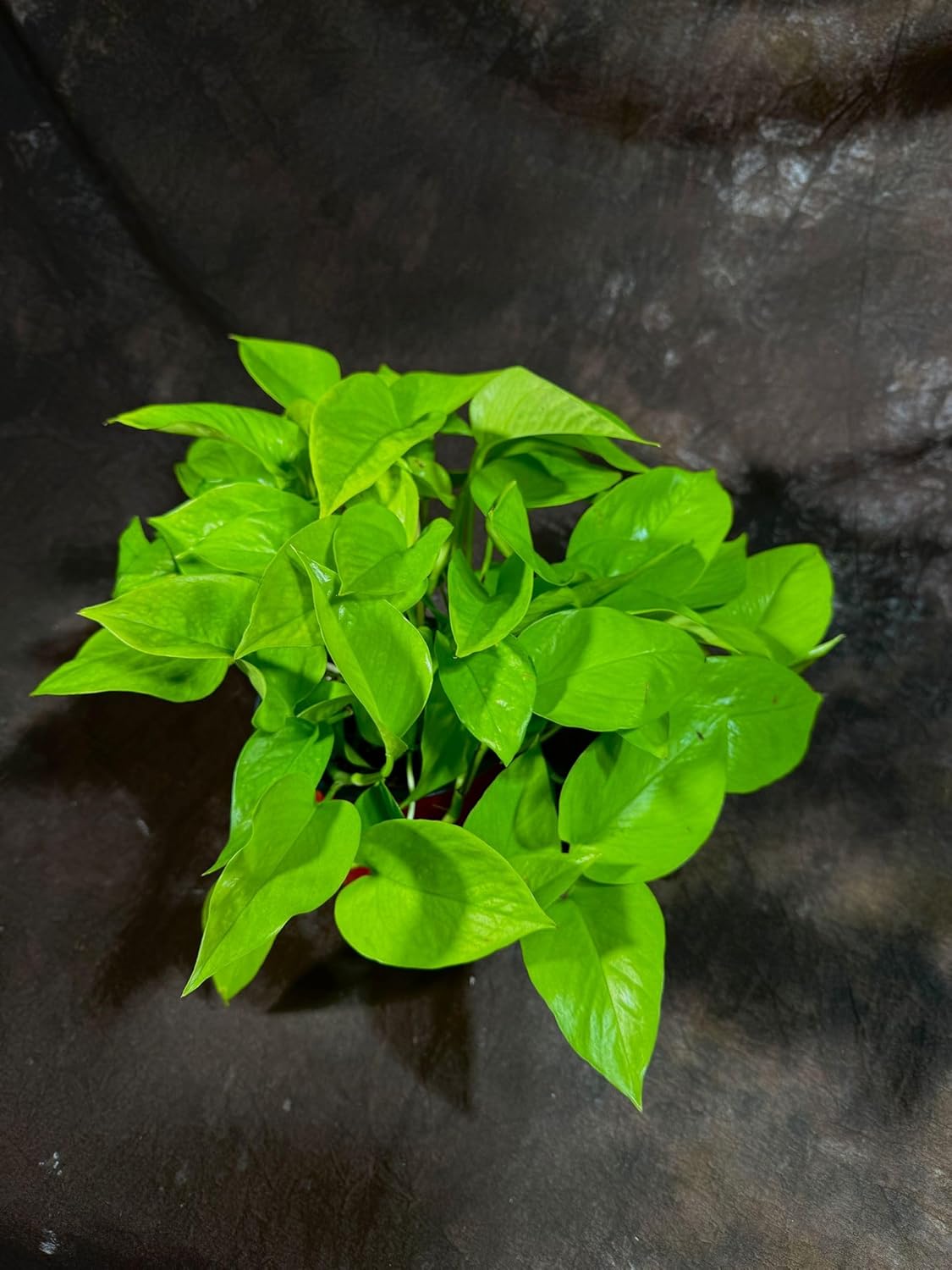 PLANTVERS Neon Pothos in a 6" Nursey Pot - Vibrant Lime Green Vining Plant - Air-Purifying Houseplant - Easy-Care Indoor Plant - Low Light Plant - Low Maintenance & Perfect for Indoor Garden & Office