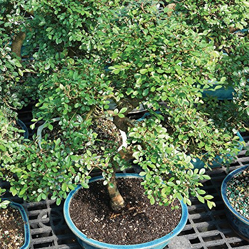 Brussel's Live Chinese Elm Outdoor Bonsai Tree - 15 Years Old; 14" To 18" Tall With Decorative Container #TOP2