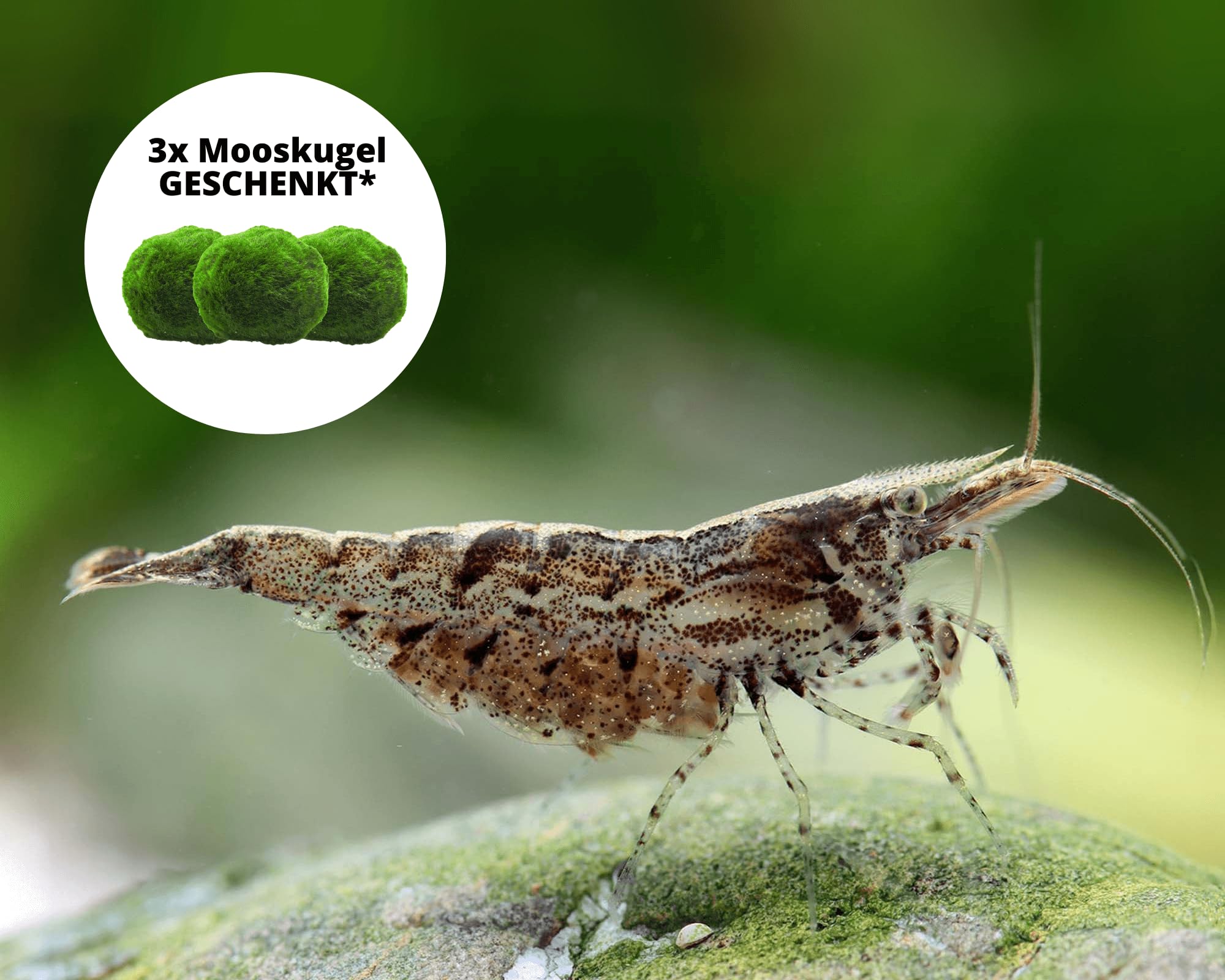 Garnelen 15x Neocaridina Set + 3X Mooskugel - Farbige Ziergarnelen für Leitungswasser - Pflegeleicht & vermehrungsfreudig - Mit Cladophora Algenkugeln als Filter & Versteck im Aquarium
