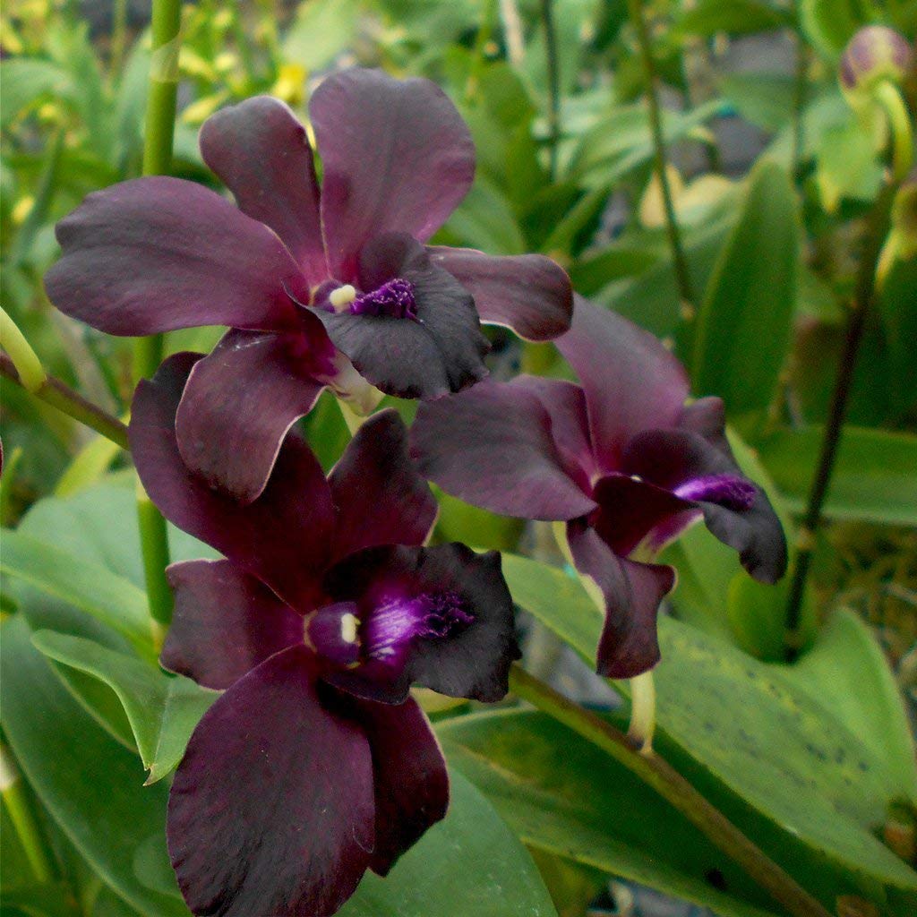 ROYAL LAND Rare Orchid Live Plants Seedling dendrobium Berthachong x Blue Violetta 1 Healthy Live Plant on Pot (B083JKFSDR) Amazon Price History, Amazon Price Tracker