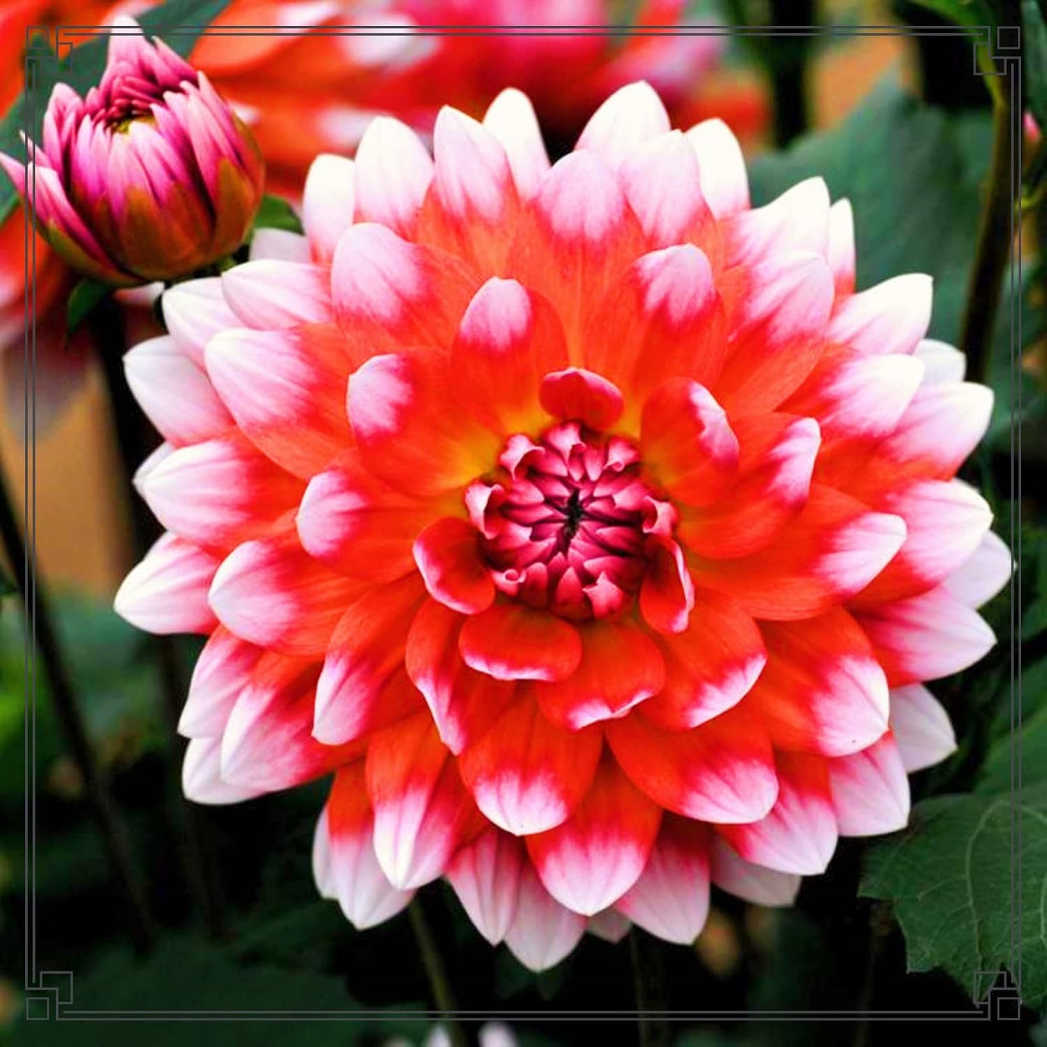 Bulbes De Dahlia Vivaces.Fleurs GéAntes,Dahlias En Bulbes A Planter,Cadeau Surprise.Plantes En