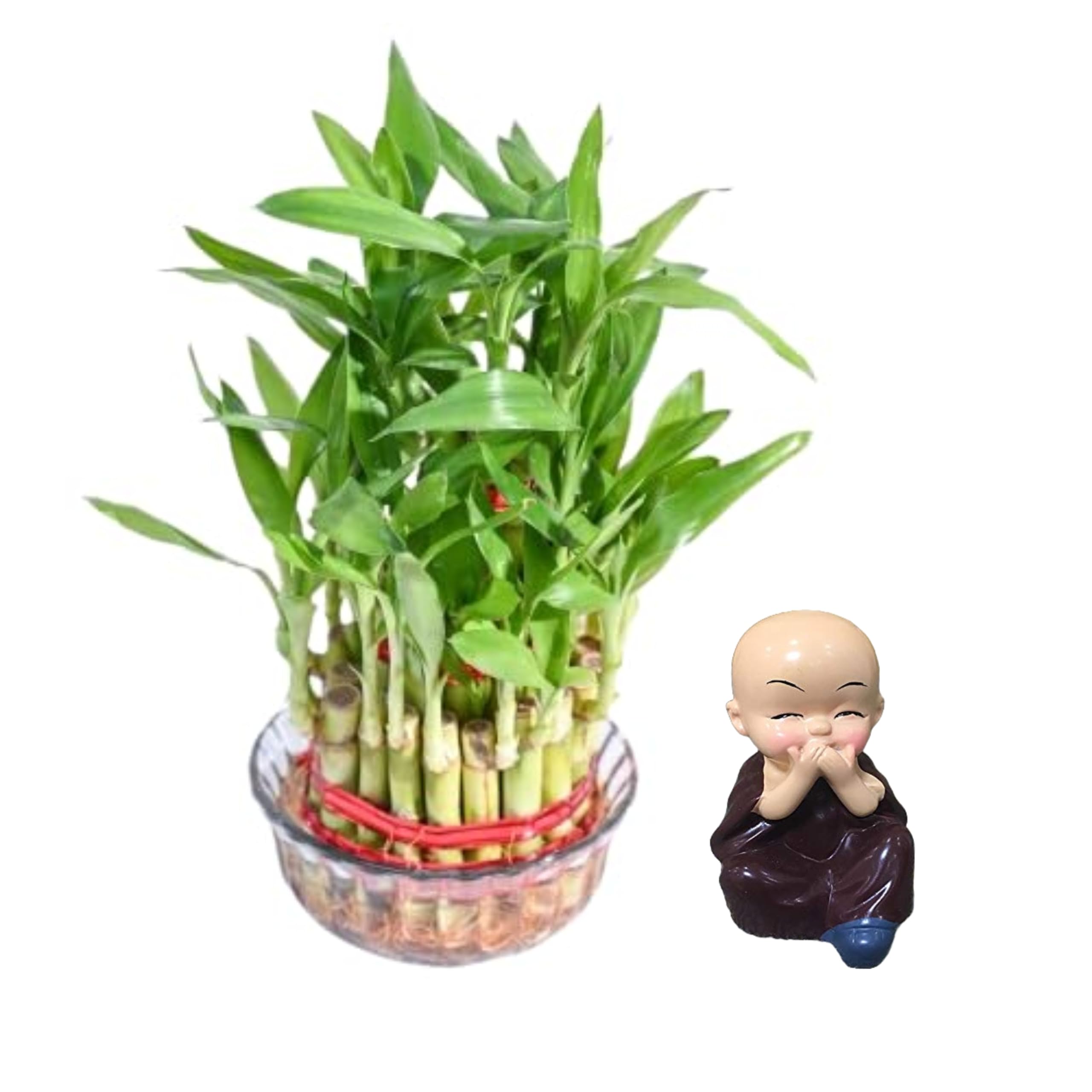 LUCKY LADDER’s Bamboo Plant With Pot & Cute Budhha Monk For Home Décor | Indoor Plant for Office, Library, Home, Kitchen| Positive Vibes by Nature (Bamboo Plant with Buddha Monk 03) (B0D9HDXY7M) Amazon Price History, Amazon Price Tracker