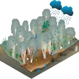Island Ecosystems