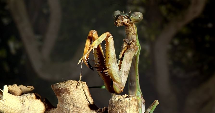 その他 Micro Monsters With David Attenborough 3d [Blu-ray] Micro Monsters With David Attenborough : Amazon.pl: Płyty