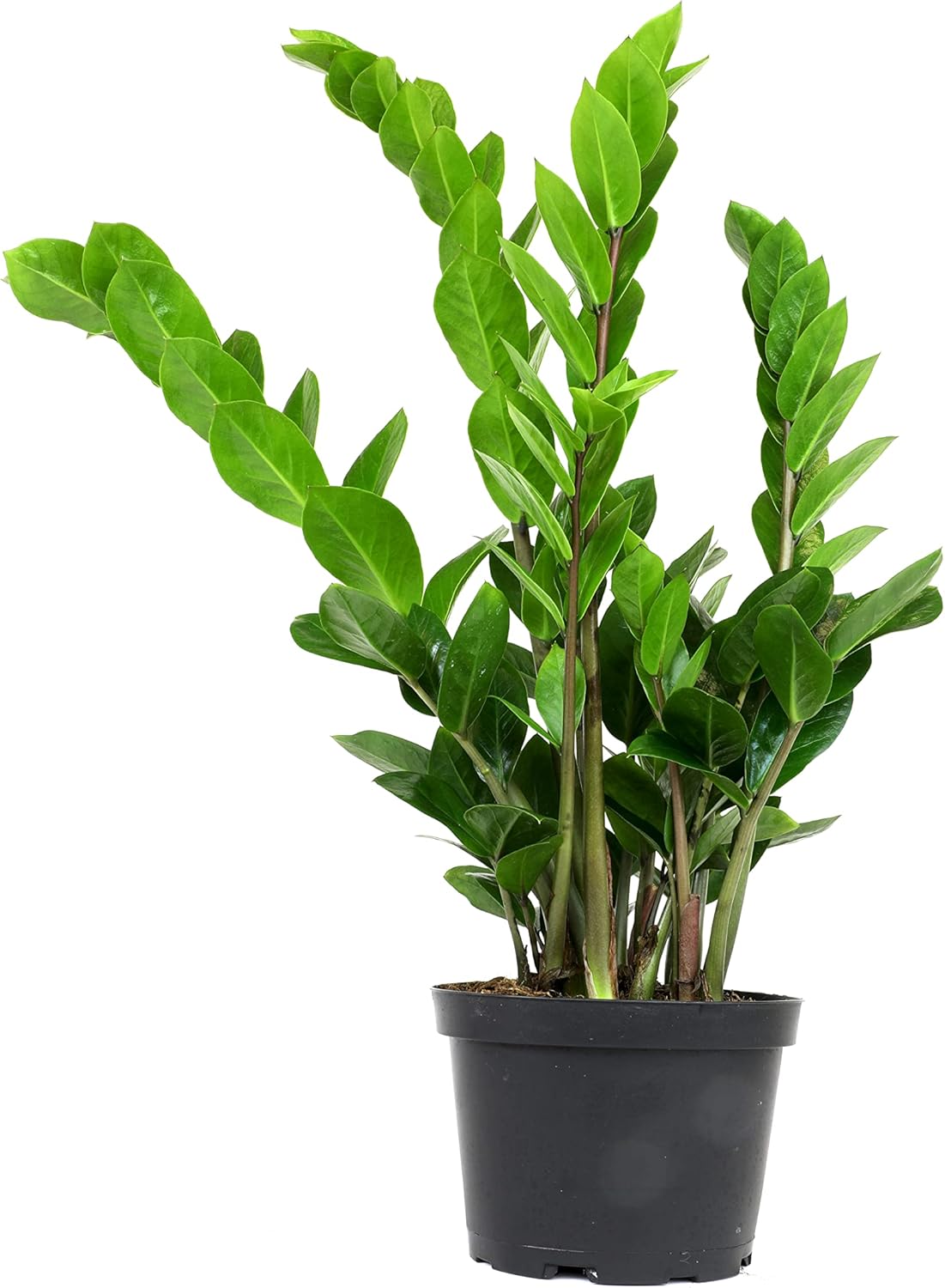 6" ZZ Plant Zamioculcas Zamiifolia, ZZ Plants Live House