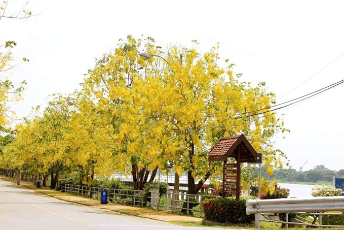 SHOP 360 GARDEN Flower of Kerala/Bahava/Cassia fistula/Golden shower ...