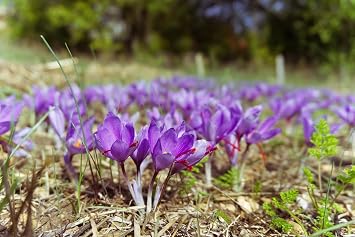 10x Crocus Sativus Saffron Bulbs Autumn Flowering Hardy Perennial Beefriendly Garden Plant