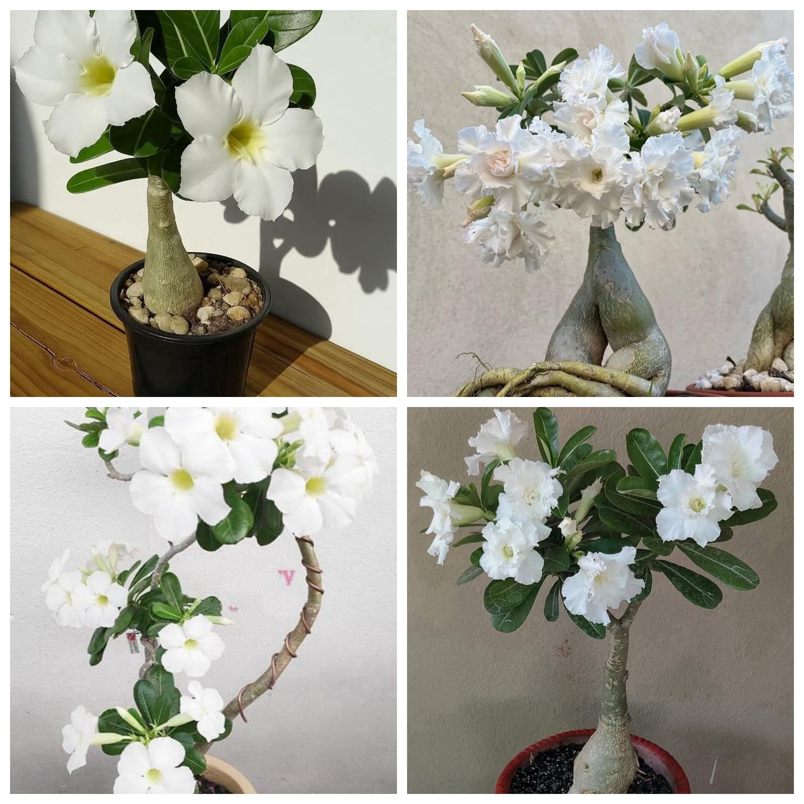 Tuberi di Rosa del Deserto da Piantare Bassa Manutenzione per Vaso，Vitali- Naturali- Freschi-1y-4 Bulbi