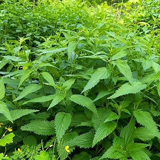 Stinging Nettle - 1300 Seeds - Urtica dioica - Perennial Insecticide Herb