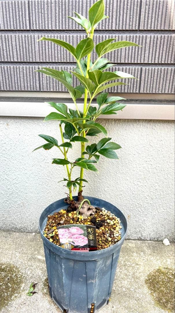 豪華な八重咲き　芍薬 かぐや姫 苗 ピンク 大輪 宿根草 Amazon.co.jp: 豪華な八重咲き 芍薬 かぐや姫 苗 ク 大輪 宿根草 : ホビー