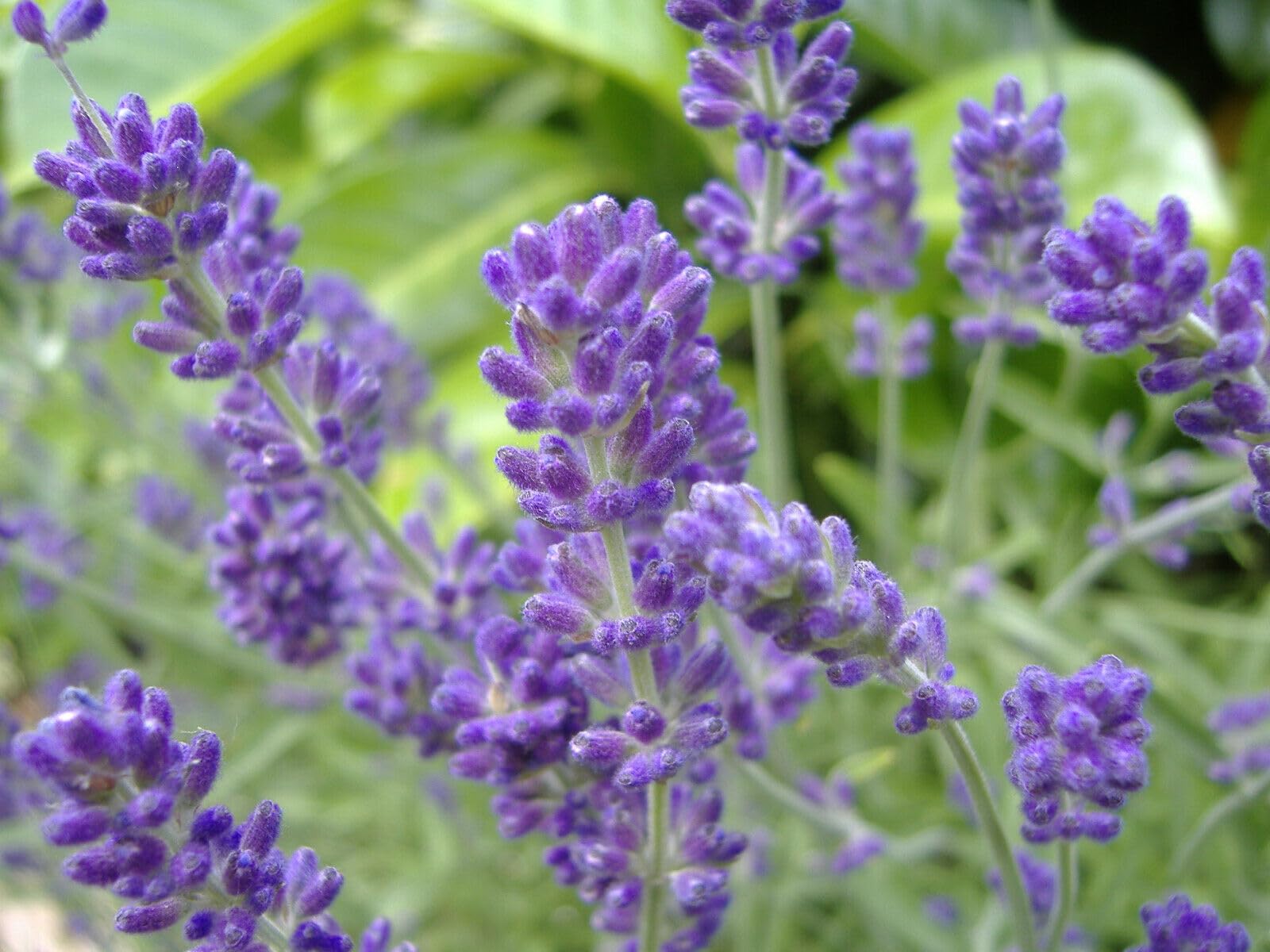 Buy4Seeds 100 Seeds Organic Lavender Common English Perennial Flower Easy to Grow