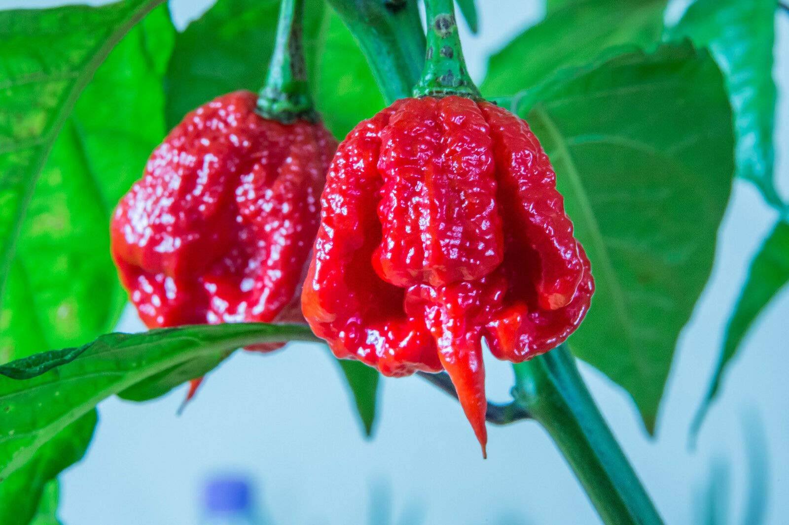 MORUGA RED Scorpion Chilli Worlds Second Hottest Chilli 10 Fresh Organic Seeds - NPWS