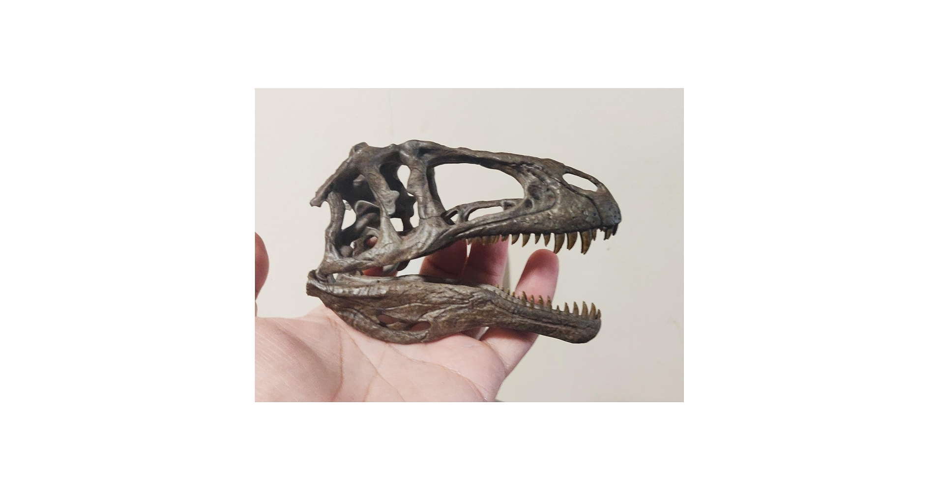 Amazon.co.jp: 1/10 Size Acrocantosaurus, Skull, Skull