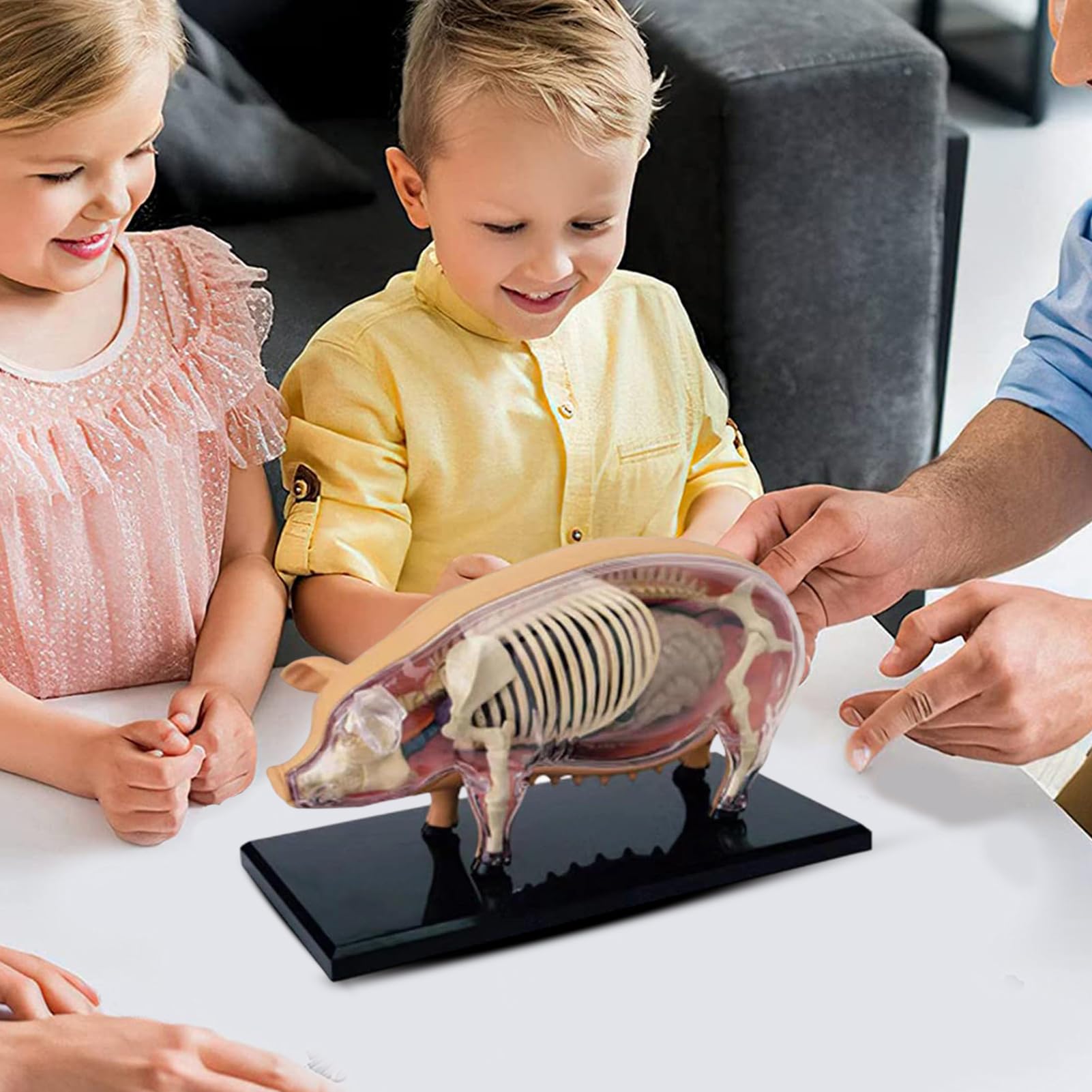 Modelo de Anatomía Demostración Didáctica Modelo Cerdo Desmontable | Herramienta Científica Juguete Demostración Biológica Material Educativo para Aulas de Veterinaria y Laboratorio