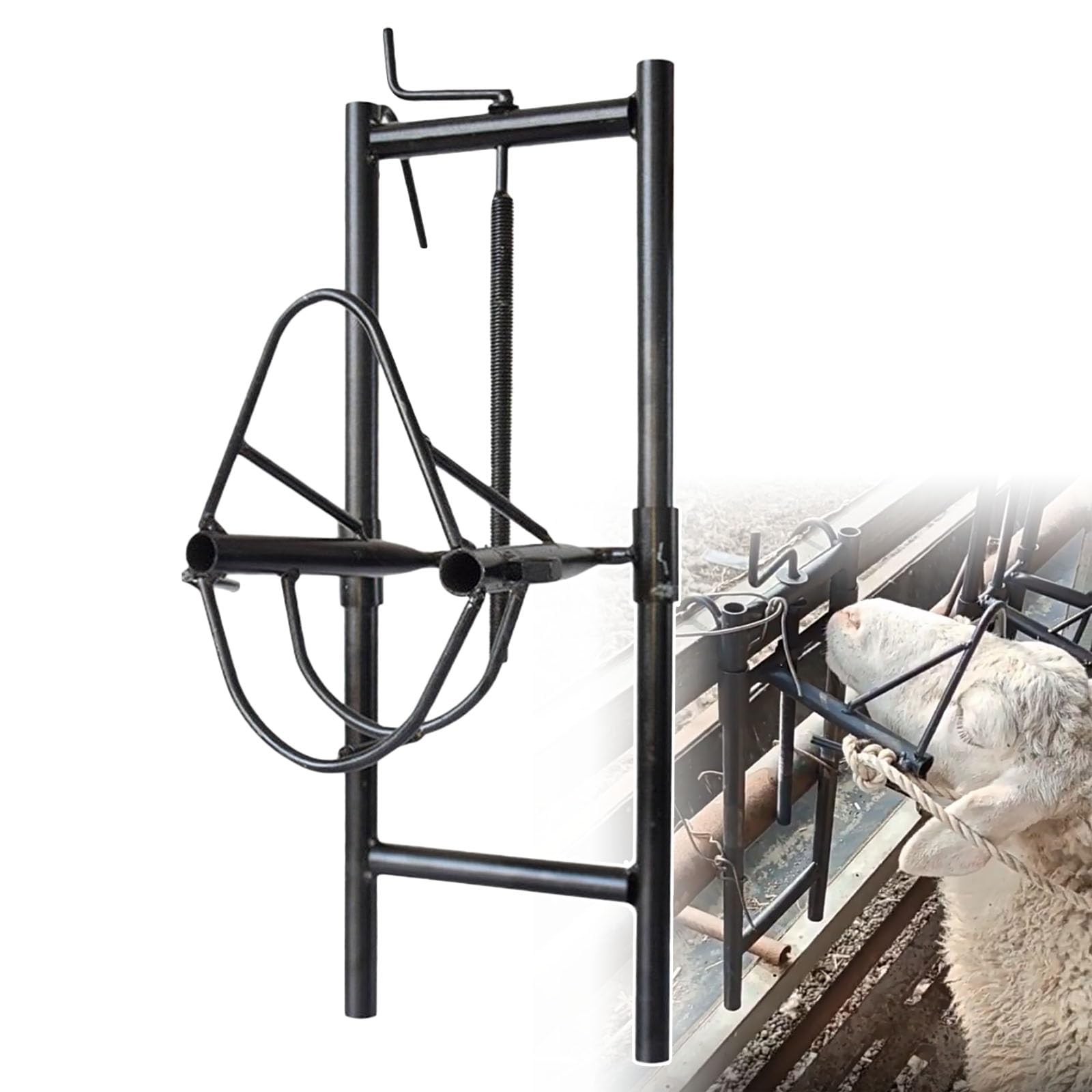Soporte de Cabeza de Oveja Ajustable, Acero de 1.6mm, Ajuste de Altura, sujeción Segura Durante Las Tijeras y el Cuidado de la pezonza, diseño Robusto para Cabras y ovejas, fácil Montaje en la Valla