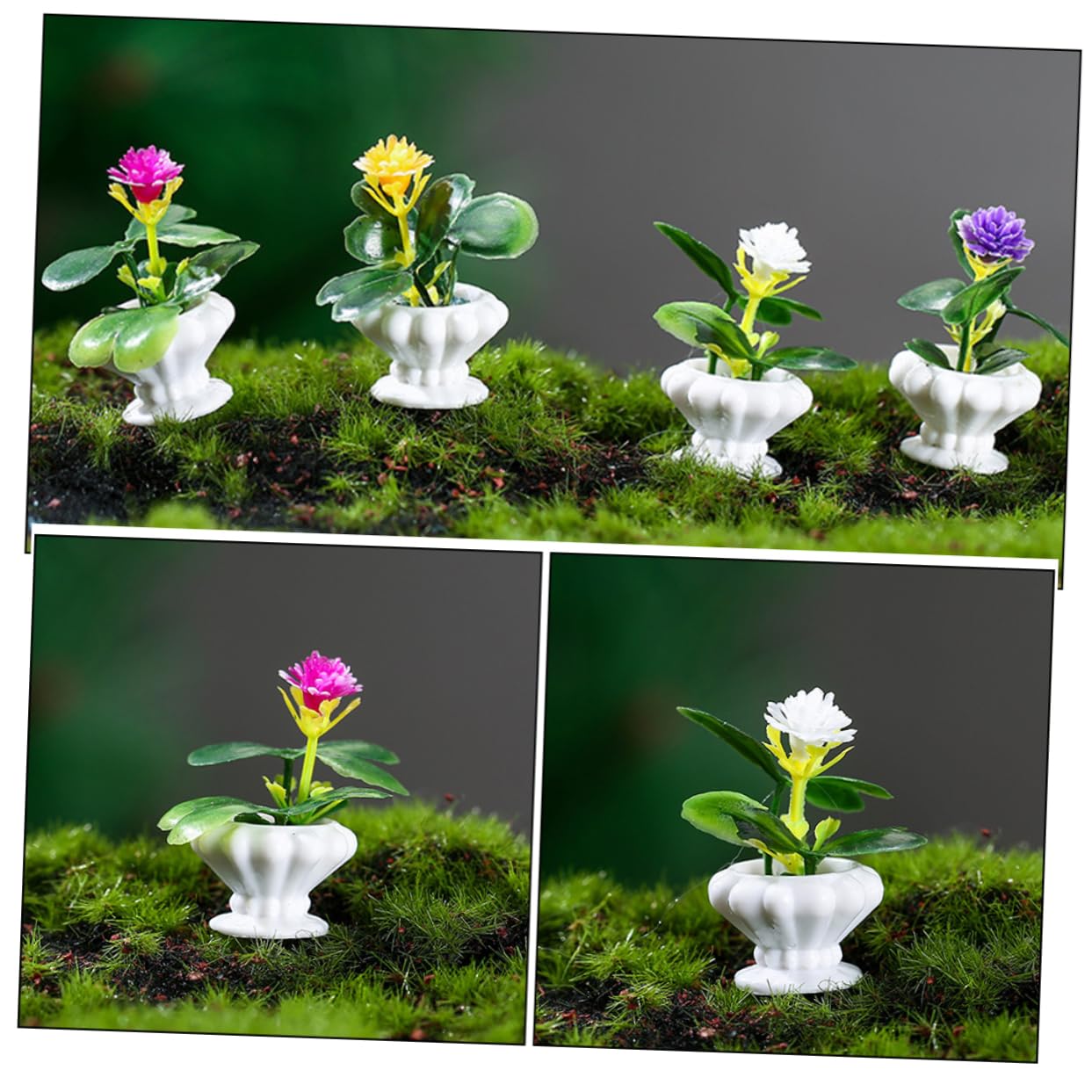 Mini Bonsai Plant - Fleurs de la Sagesse
