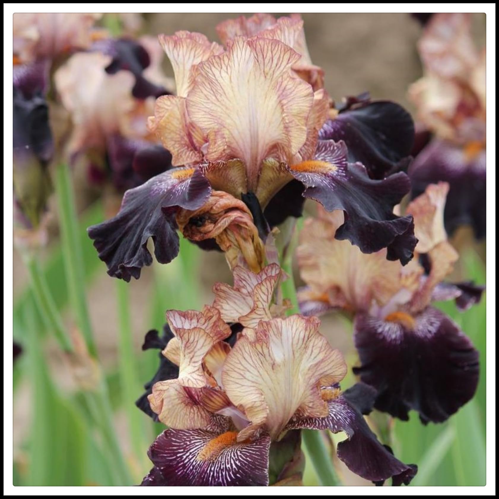 Iris Bulbs, Wedding, Iris Bulbs for Planting, Potted, Plants, Resistant, Bedding, Garden Flowers, Ornamental, Now UK, 8bulb-b