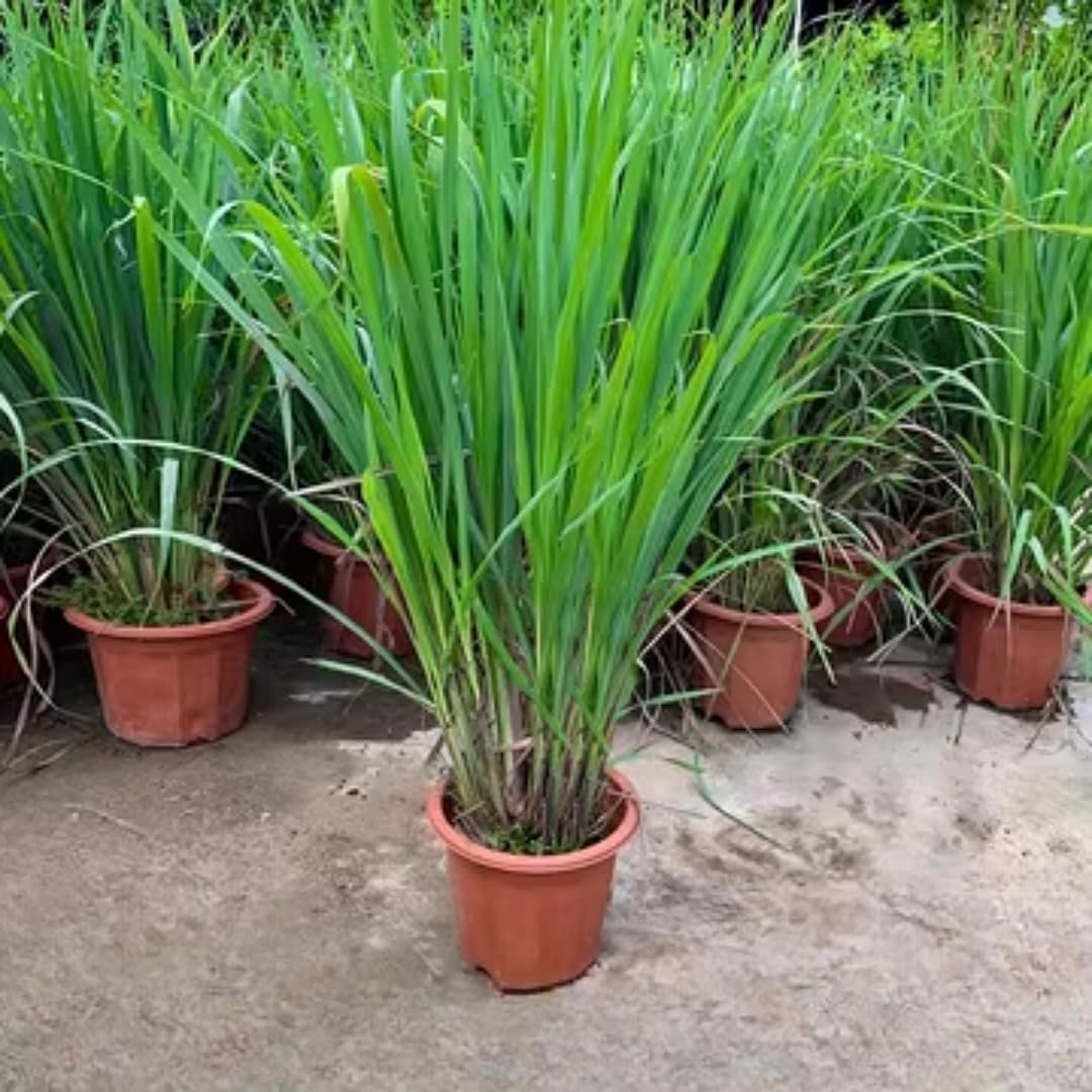 16 Stalks Lemongrass Plants Live Well Rooted, No Pot Lemon Grass Tree Perennial Indoor Outdoor, Starter 3-7 Inches Tall