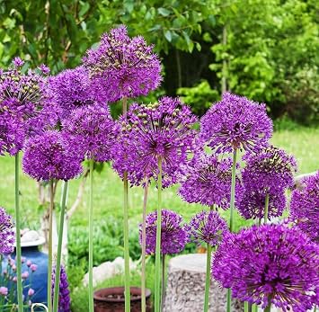 6 Bulbs Giant Gladiator Allium Bulbs for Planting, Ornamental Onions Tubers, Globe Purple Allium Flowers