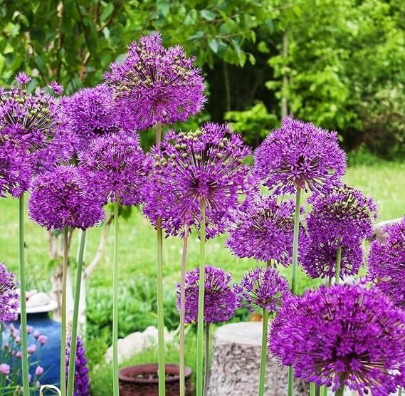 6 Bulbs Giant Gladiator Allium Bulbs for Planting, Ornamental Onions Tubers, Globe Purple Allium Flowers