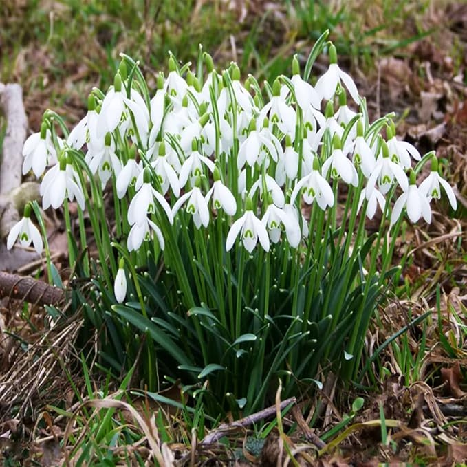 SchneeglöCkchen Zwiebeln Kaufen Blumenzwiebeln FrüHblüHer MehrjäHrig