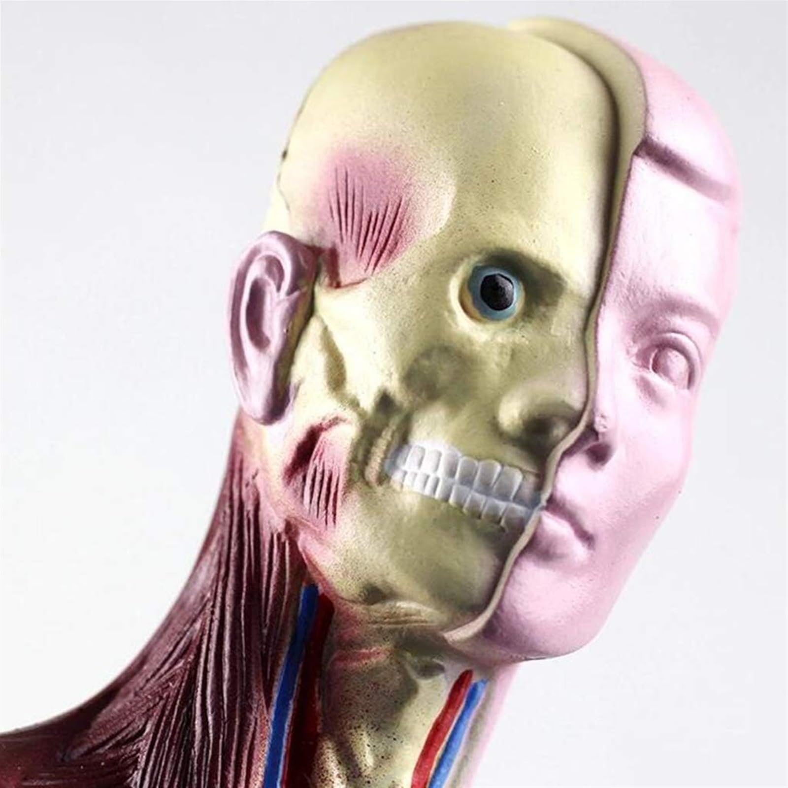 Maniquí 28CM Torso Órganos Internos Humanos Anatomía Modelo Anatómico Del Torso Humano -Mini Modelo De Cuerpo De Anatomía Humana Modelo De Enseñanza De Rompecabezas Visceral For Estudiantes