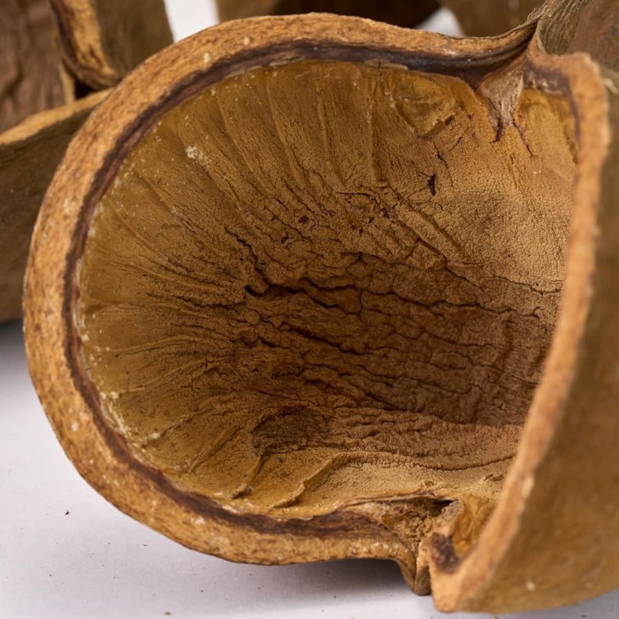 Amazon｜大地農園 ドライフラワー N 約7～12cm ブッダナッツ