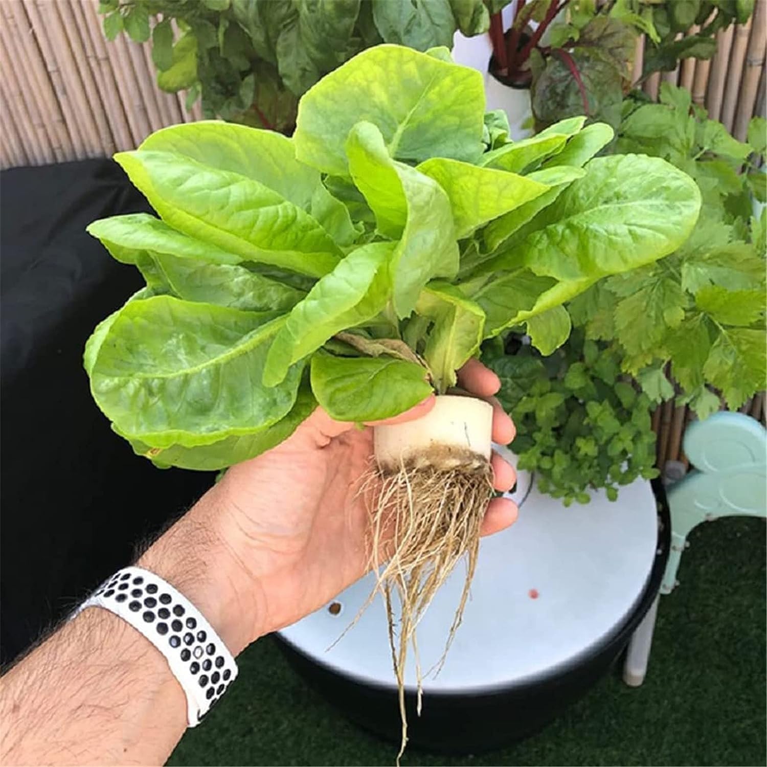 Hydroponic Growing Kits Indoor Hydroponics Growing Tower ｜6 Floor 36 Pods Garden Hydroponic Growing System with Pump ｜ Garden Germination Kit for Herbs, Fruits and Vegetables