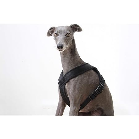 Greyhound car harness Clearance