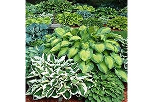 6-Pack Artificial Hosta Bare Roots Plants
