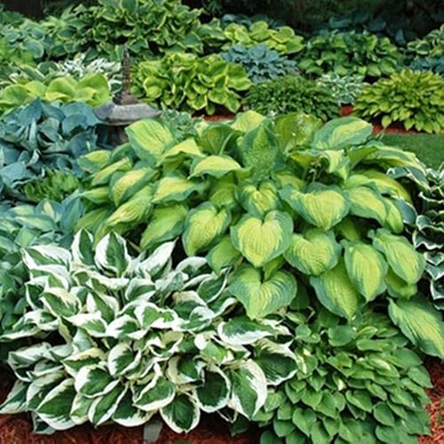Paquete de 6 plantas mixtas de raíces desnudas Hosta en forma de corazón, follaje verde rico, bajo mantenimiento para tu hogar y jardín, enviadas