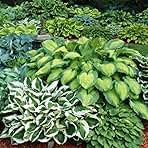 6 Pack of Mixed Heart-Shaped Hosta Bare Roots Plants - Rich Green Foliage, Low Maintenance for Your Home and Garden, Shipped Fresh & Daily from Our Coolers. 1000's Sold