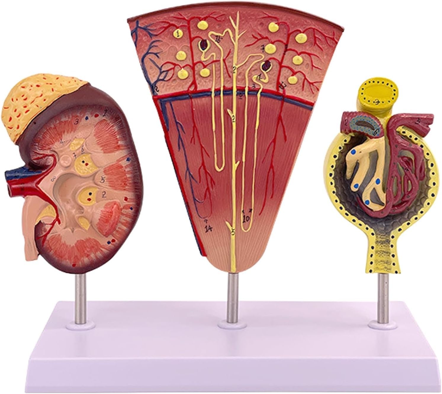 Model anatomiczny ludzkiej nerki, 3-częściowy powiększony model anatomiczny struktury kłębuszków nerkowych, służący do zademonstrowania budowy i funkcji nerek.