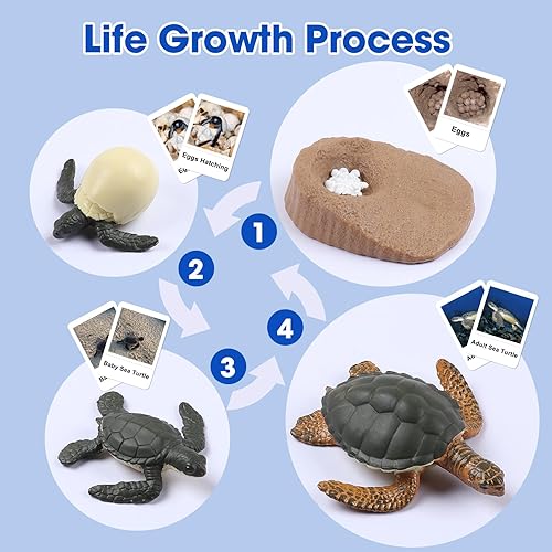 Miniatura 4 de MEROCO Ciclo de vida de tortugas para niños, tarjetas flash de animales con figuras para niños pequeños, juguetes de ciencia para niños de 3 a 5