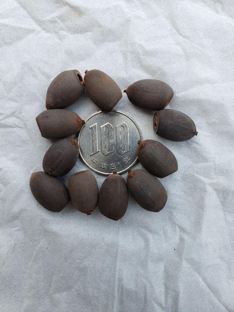 Amazon.co.jp: ハスの種10粒 蓮の種 発芽処理済み : DIY・工具・ガーデン