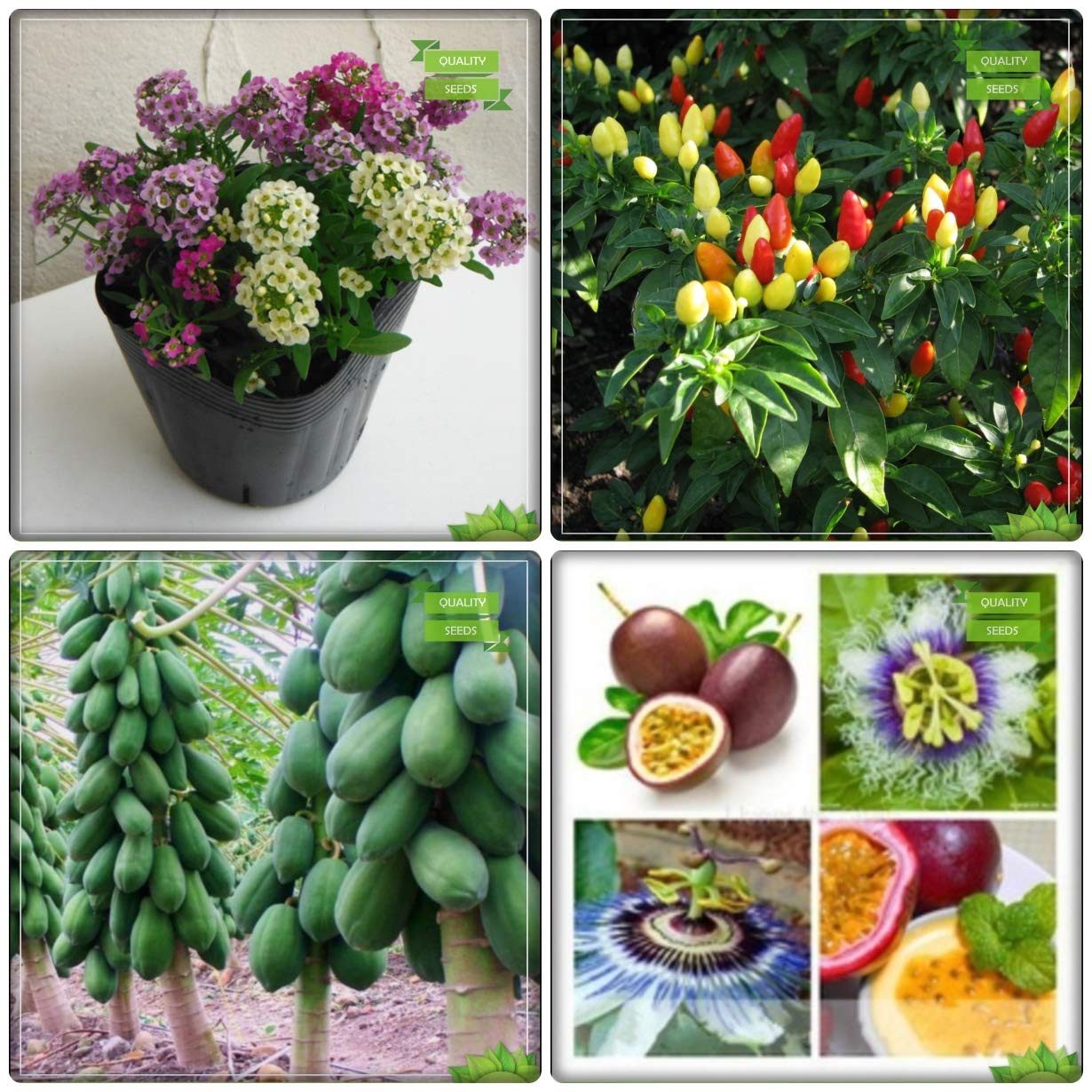 Creative Farmer Gardening Plant Seed Combo Fruit Papaya, Passion Fruit Violet, Sweet Alyssum