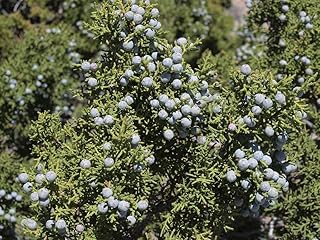 California Juniper Seeds (Juniperus Californica) -20 Seeds-