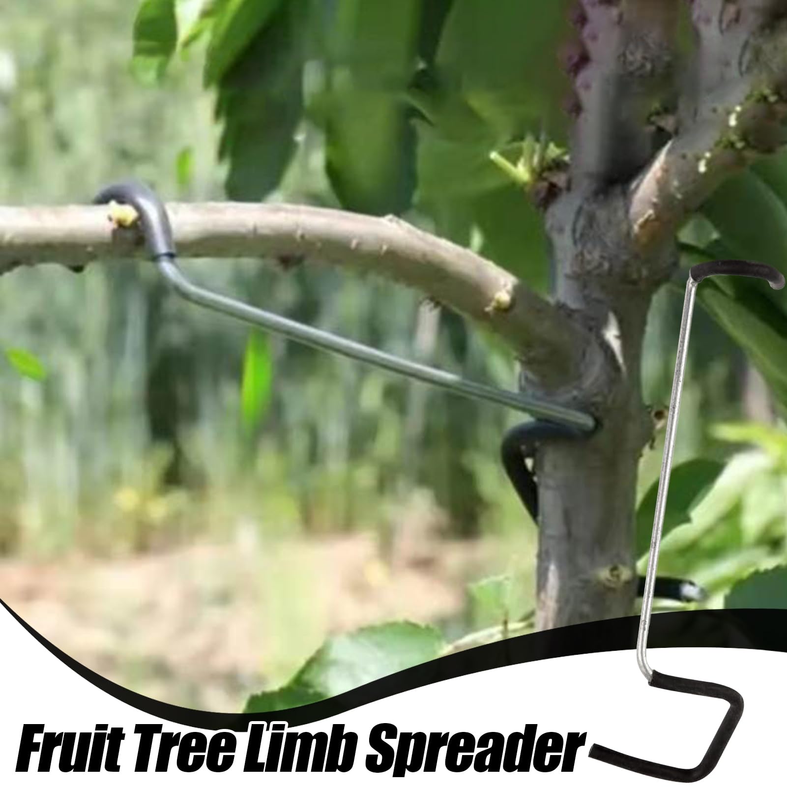 Potatori alberi da frutto - Per mantenere alta la qualità di un extravergine occorre rispettare