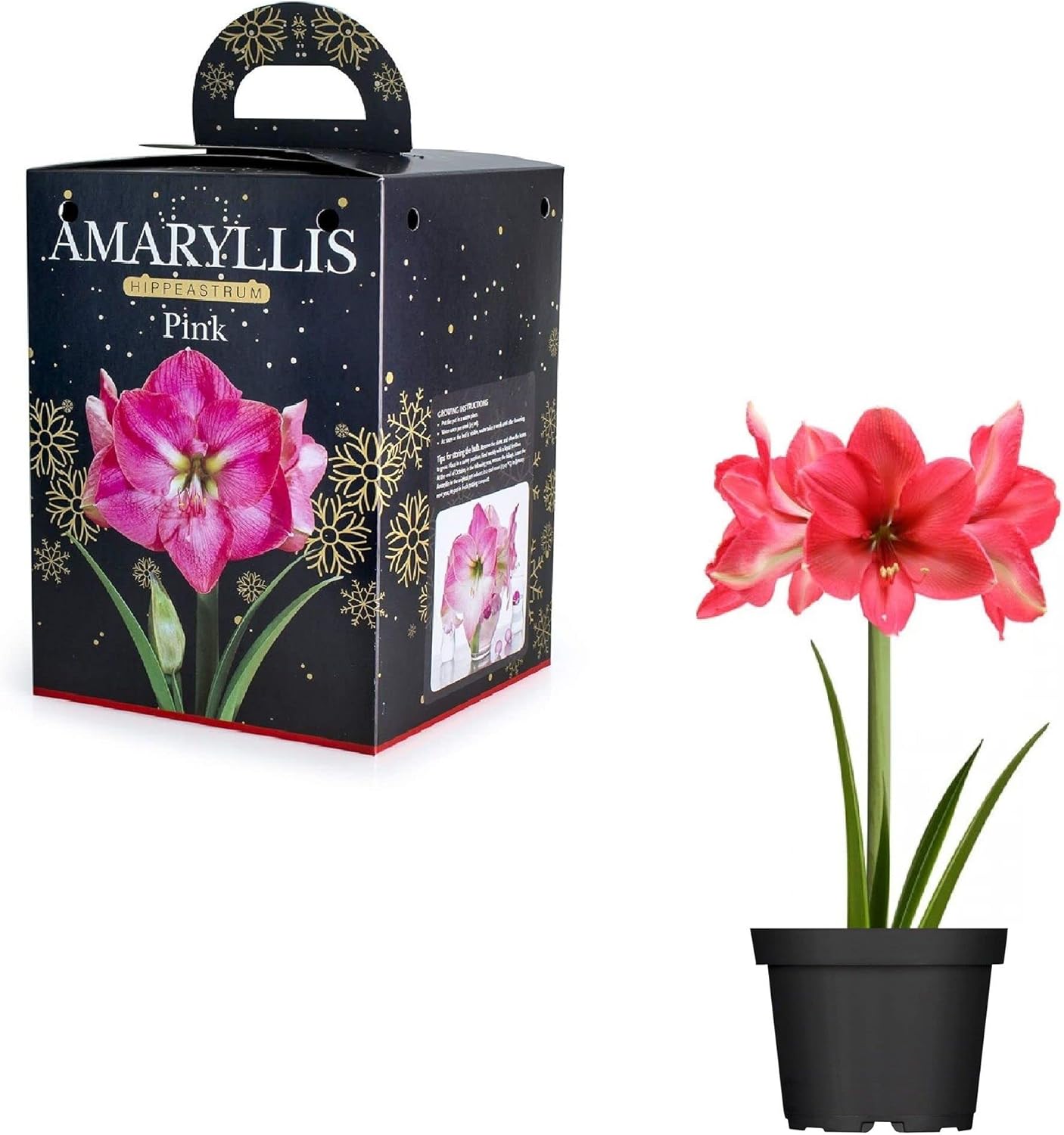 Pink Amaryllis Hippeastrum Pink Bulb Gift Set 1 Large Flowering Bulb