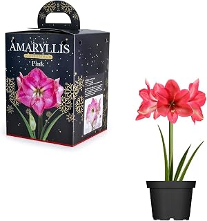 Pink Amaryllis Hippeastrum Pink Bulb Gift Set 1 Large Flowering Bulb & Pot 24/26