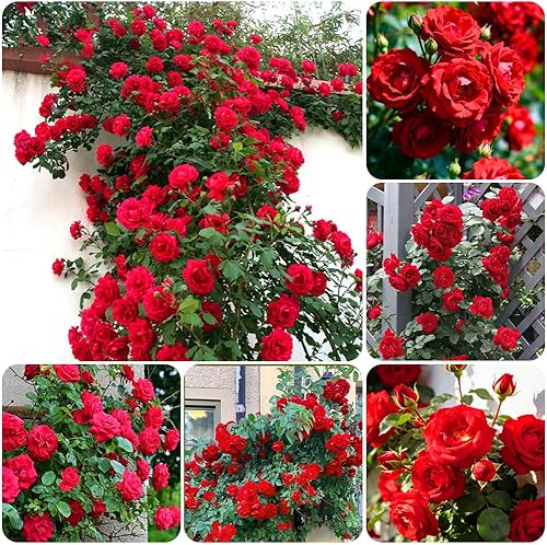 Miniatura 3 de Más de 300 semillas de rosales trepadoras para plantar al aire libre: planta con flores perennes para enrejados, cenadores, bordes de jardín
