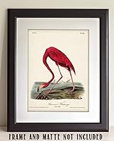 Vista 2 de American Flamingo Illustration - 11x14 Unframed Art Print - Great Wall Decor and Gift