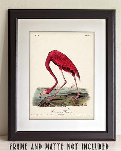 Miniatura 2 de American Flamingo Illustration - 11x14 Unframed Art Print - Great Wall Decor and Gift