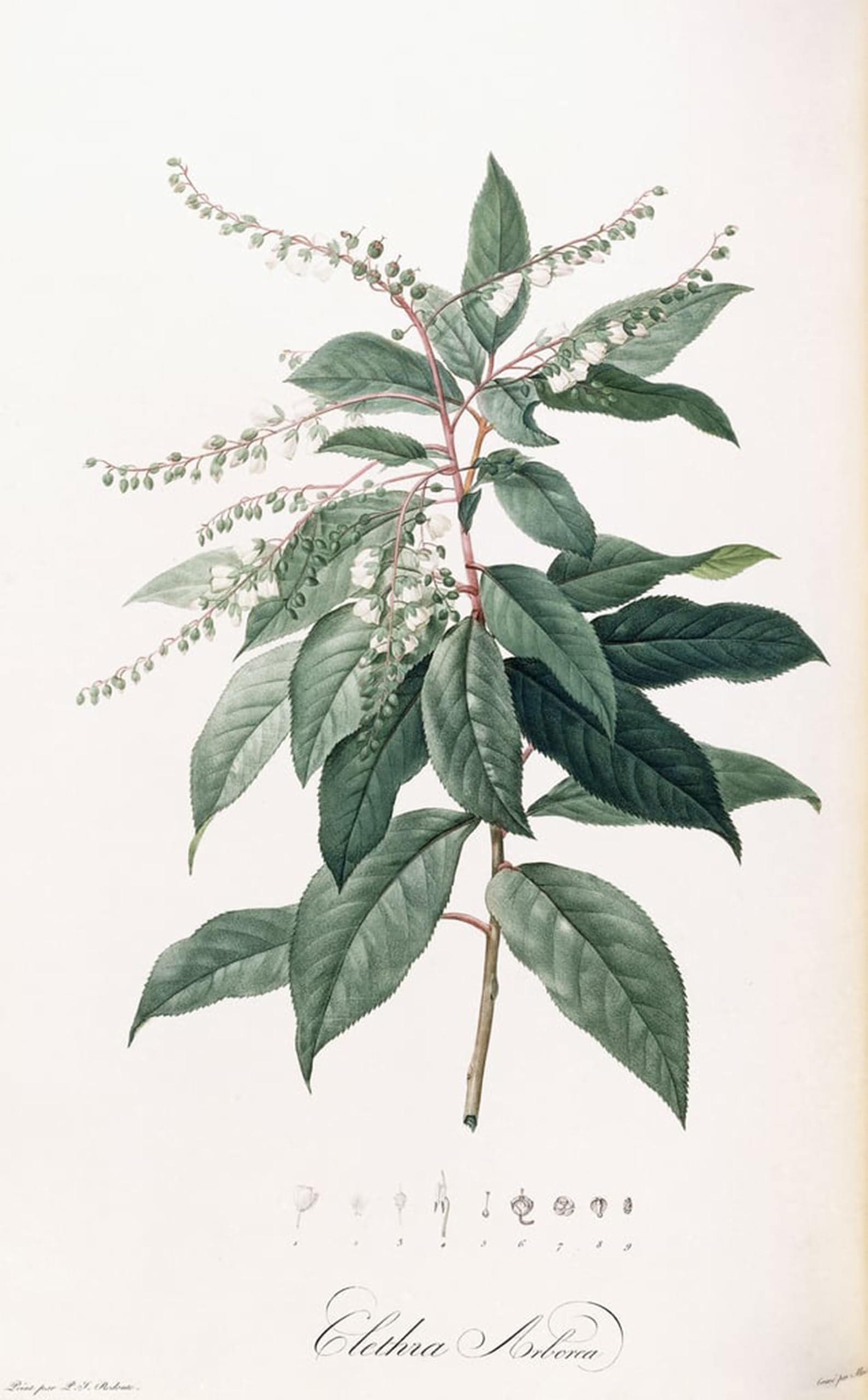 ARTXLXXBN Famous Prints Artwork Pictures Poster Painting Art Clethra Arborea by Pierre Redouté Artwork Landscape Pictures for Home Decor 60x90cm