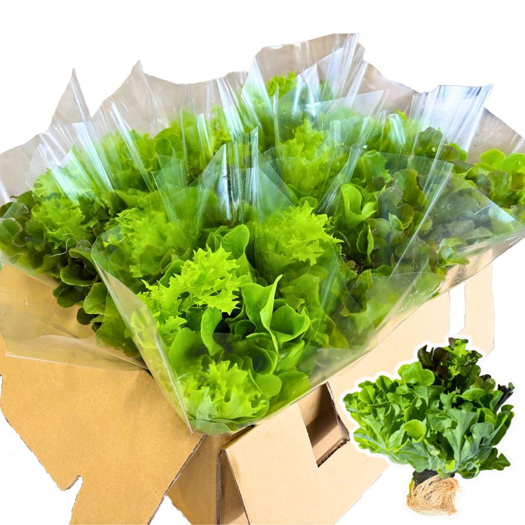 Amazon.co.jp: リーフレタス 12袋 朝採り おまかせ 3種 セット 約1kg 